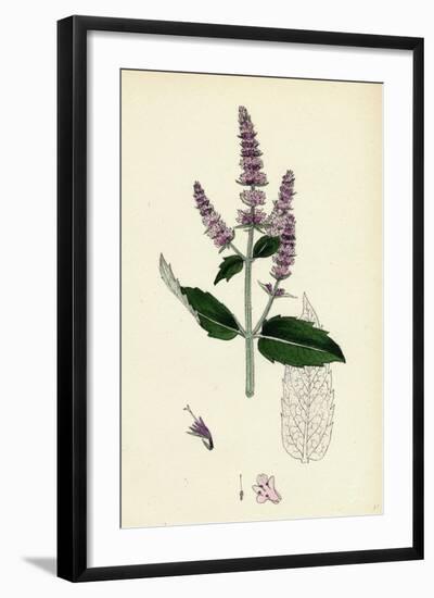 Mentha Sylvestris Common Horse-Mint-null-Framed Giclee Print