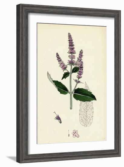 Mentha Sylvestris Common Horse-Mint-null-Framed Giclee Print