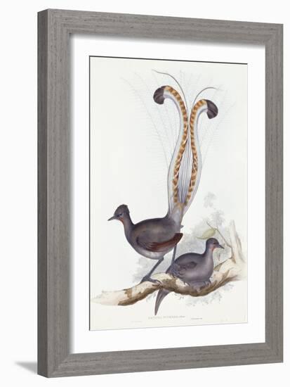 Menura Superba: Shaw. Pl. 14. Vol. III, 1837-1848-John Gould-Framed Giclee Print