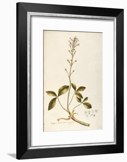 Menyanthaceae-null-Framed Giclee Print