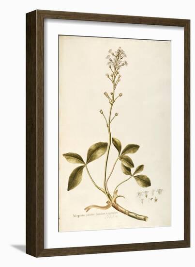 Menyanthaceae-null-Framed Giclee Print