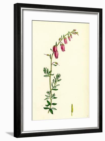 Menziesia Polifolia St. Dabeoc's Heath-null-Framed Giclee Print