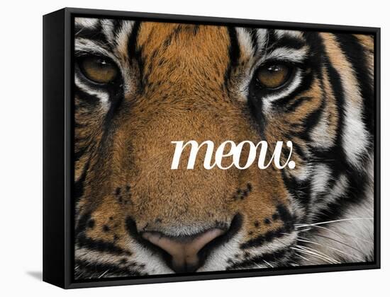 Meow-Thorsten Milse-Framed Stretched Canvas