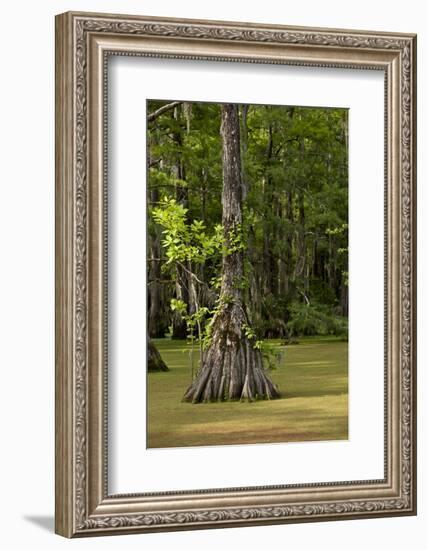 Merchants Millpond State Park, North Carolina-Paul Souders-Framed Photographic Print