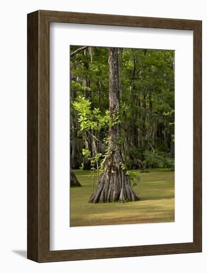 Merchants Millpond State Park, North Carolina-Paul Souders-Framed Photographic Print