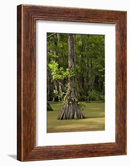 Merchants Millpond State Park, North Carolina-Paul Souders-Framed Photographic Print