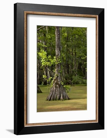 Merchants Millpond State Park, North Carolina-Paul Souders-Framed Photographic Print