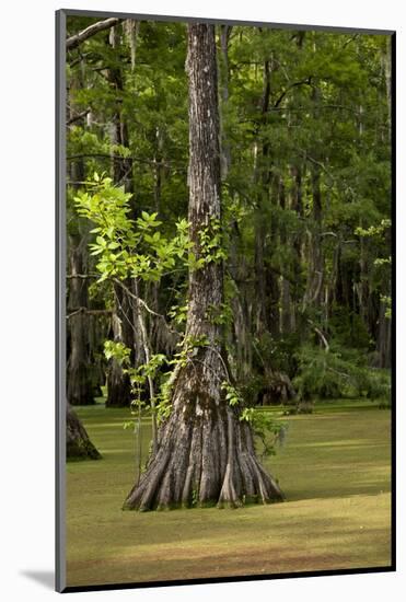 Merchants Millpond State Park, North Carolina-Paul Souders-Mounted Photographic Print