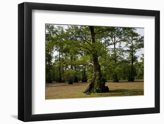 Merchants Millpond State Park, North Carolina-Paul Souders-Framed Photographic Print