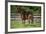 Mercurio 003-Bob Langrish-Framed Photographic Print