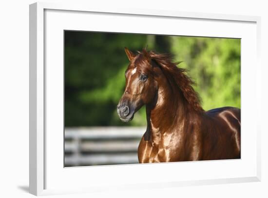 Mercurio 004-Bob Langrish-Framed Photographic Print