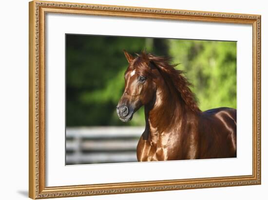 Mercurio 004-Bob Langrish-Framed Photographic Print