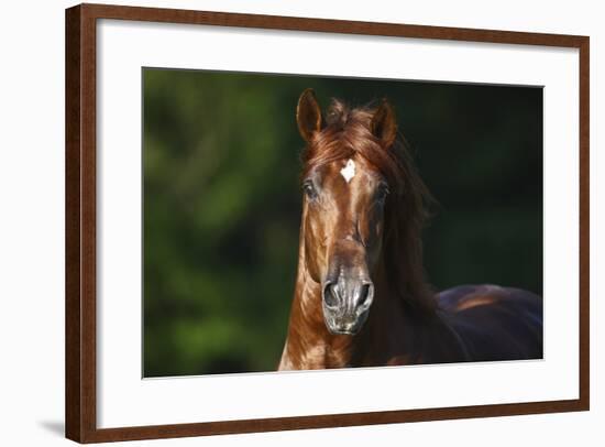 Mercurio 007-Bob Langrish-Framed Photographic Print