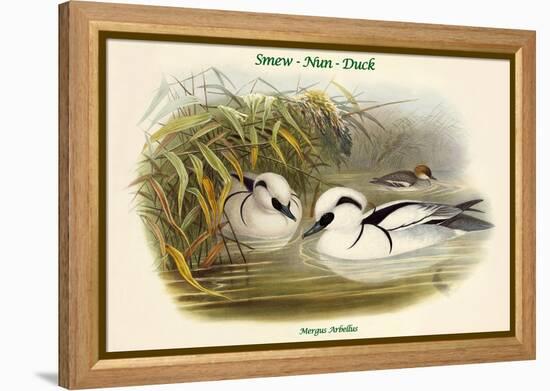 Mergus Arbellus - Smew - Nun - Duck-John Gould-Framed Stretched Canvas