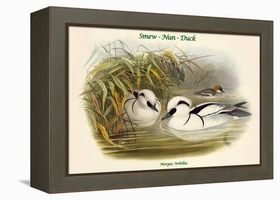Mergus Arbellus - Smew - Nun - Duck-John Gould-Framed Stretched Canvas