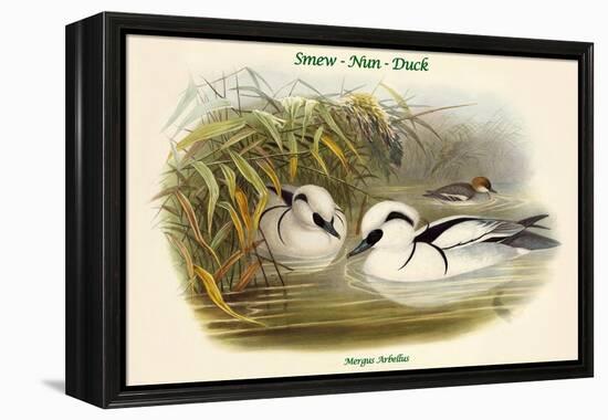 Mergus Arbellus - Smew - Nun - Duck-John Gould-Framed Stretched Canvas