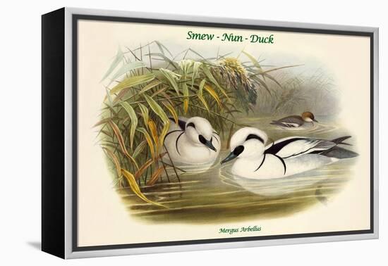 Mergus Arbellus - Smew - Nun - Duck-John Gould-Framed Stretched Canvas