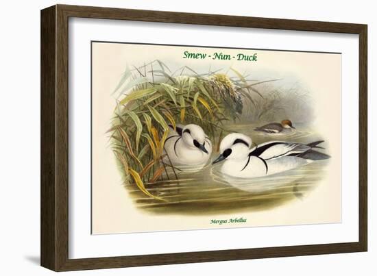 Mergus Arbellus - Smew - Nun - Duck-John Gould-Framed Art Print