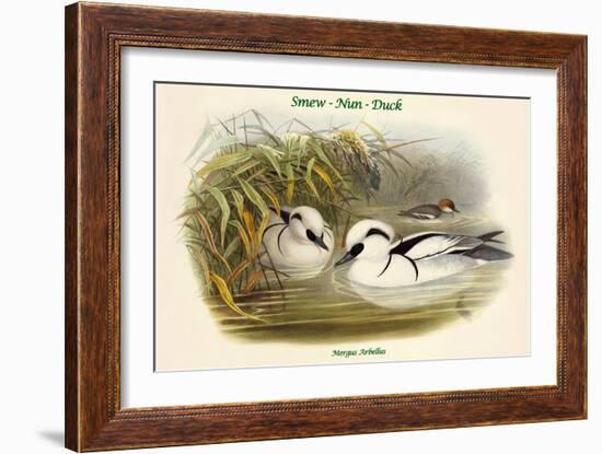 Mergus Arbellus - Smew - Nun - Duck-John Gould-Framed Art Print