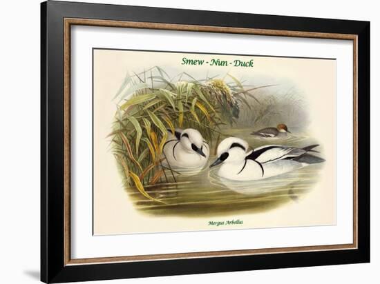 Mergus Arbellus - Smew - Nun - Duck-John Gould-Framed Art Print