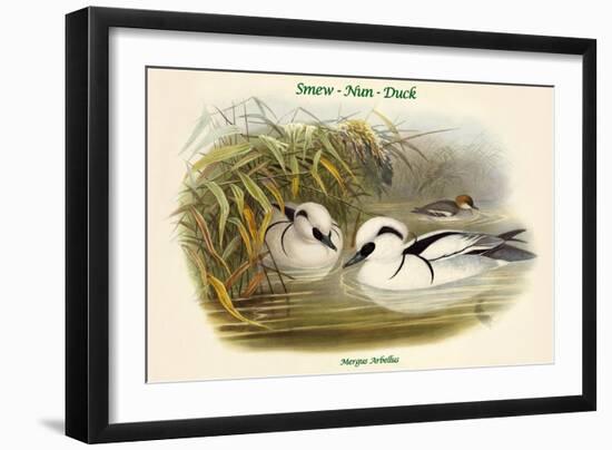 Mergus Arbellus - Smew - Nun - Duck-John Gould-Framed Art Print