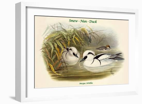 Mergus Arbellus - Smew - Nun - Duck-John Gould-Framed Art Print