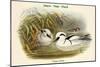 Mergus Arbellus - Smew - Nun - Duck-John Gould-Mounted Art Print