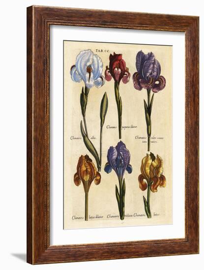 Merian MattheusIrises   Early 1600s-Vintage Lavoie-Framed Giclee Print