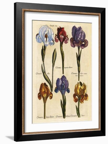 Merian MattheusIrises   Early 1600s-Vintage Lavoie-Framed Giclee Print