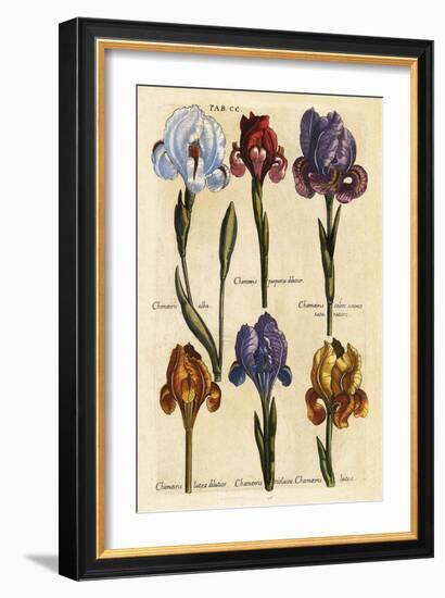 Merian MattheusIrises   Early 1600s-Vintage Lavoie-Framed Giclee Print