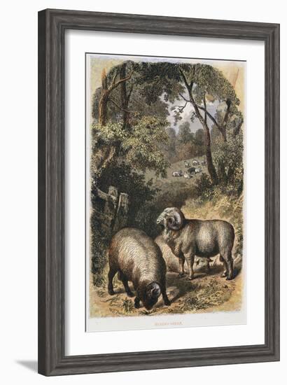 Merino Sheep, C1860-null-Framed Giclee Print