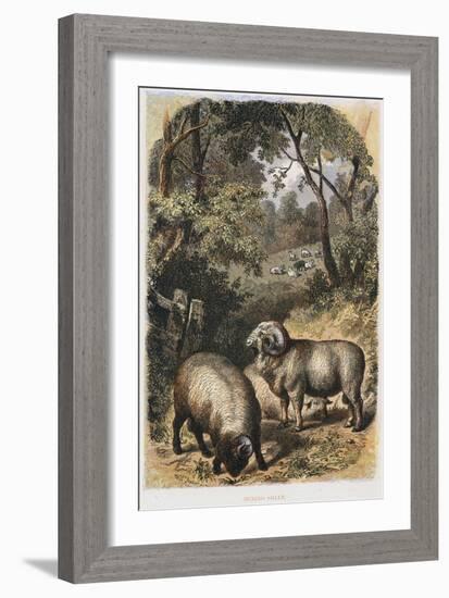 Merino Sheep, C1860-null-Framed Giclee Print