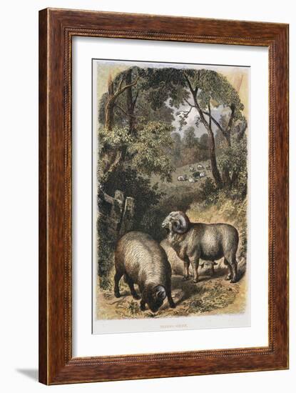 Merino Sheep, C1860-null-Framed Giclee Print