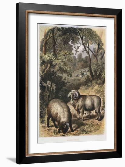 Merino Sheep, C1860-null-Framed Giclee Print