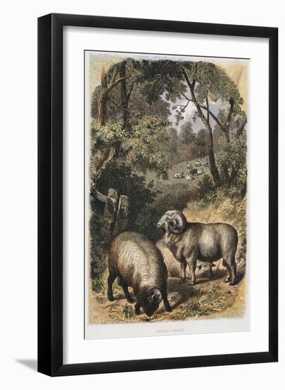 Merino Sheep, C1860-null-Framed Giclee Print