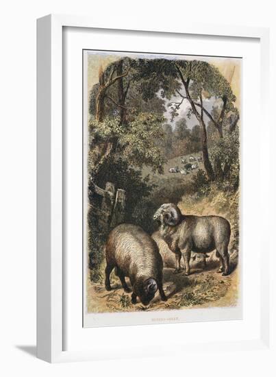 Merino Sheep, C1860-null-Framed Giclee Print