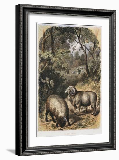 Merino Sheep, C1860-null-Framed Giclee Print