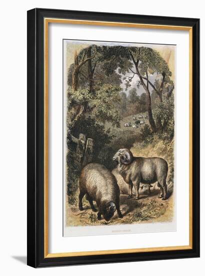 Merino Sheep, C1860-null-Framed Giclee Print