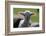 Merino Sheep, Lamb, Close-Up-Ronald Wittek-Framed Photographic Print