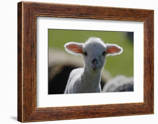 Merino Sheep, Lamb, Close-Up-Ronald Wittek-Framed Photographic Print