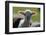 Merino Sheep, Lamb, Close-Up-Ronald Wittek-Framed Photographic Print