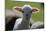 Merino Sheep, Lamb, Close-Up-Ronald Wittek-Mounted Photographic Print