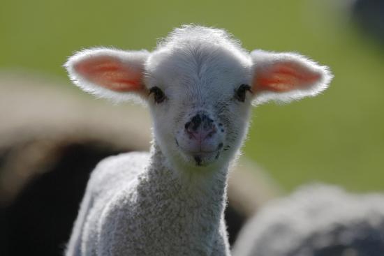 Merino Sheep Lamb Close Up Photographic Print Ronald Wittek Art Com