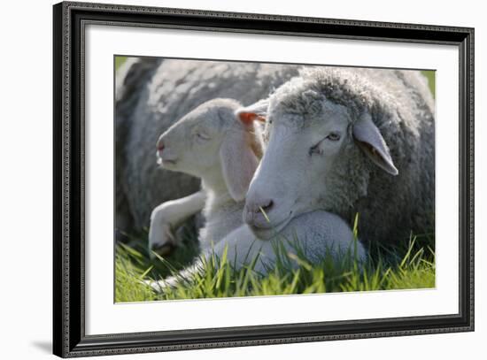Merino Sheeps, Lamb, Dam, Meadow, Lie-Ronald Wittek-Framed Photographic Print