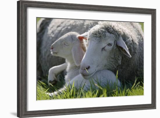 Merino Sheeps, Lamb, Dam, Meadow, Lie-Ronald Wittek-Framed Photographic Print