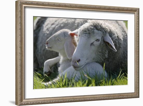 Merino Sheeps, Lamb, Dam, Meadow, Lie-Ronald Wittek-Framed Photographic Print