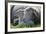 Merino Sheeps, Lamb, Dam, Meadow, Lie-Ronald Wittek-Framed Photographic Print