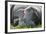 Merino Sheeps, Lamb, Dam, Meadow, Lie-Ronald Wittek-Framed Photographic Print