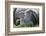 Merino Sheeps, Lamb, Dam, Meadow, Lie-Ronald Wittek-Framed Photographic Print