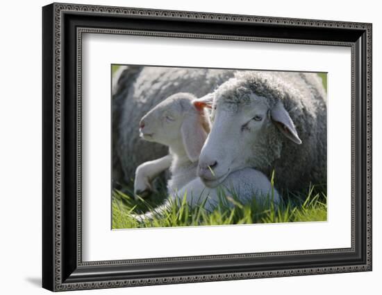 Merino Sheeps, Lamb, Dam, Meadow, Lie-Ronald Wittek-Framed Photographic Print